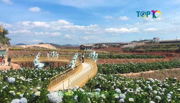 Vườn hoa cẩm tú cầu lớn nhất Đà Lạt