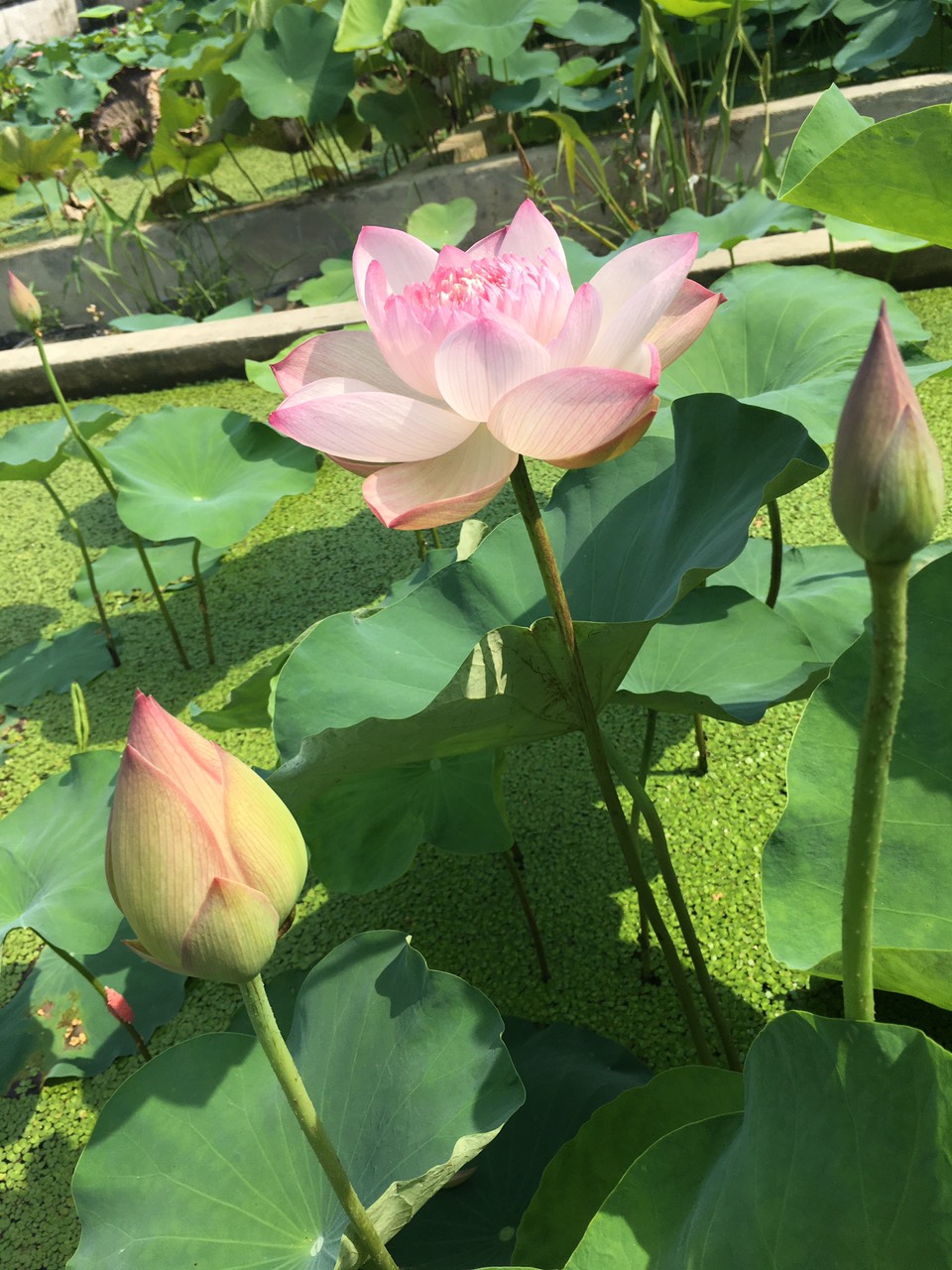 Sen Super Lotus rất đặc biệt , cánh nhẹ phớt hồng nhưng từ 4-5 ngày sau khi nở cánh sen sẽ chuyển thành màu trắng muốt cực kỳ đẹp