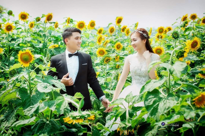 Các cặp đôi lãng mạn giữa cánh đồng hoa hướng dương rực rỡ