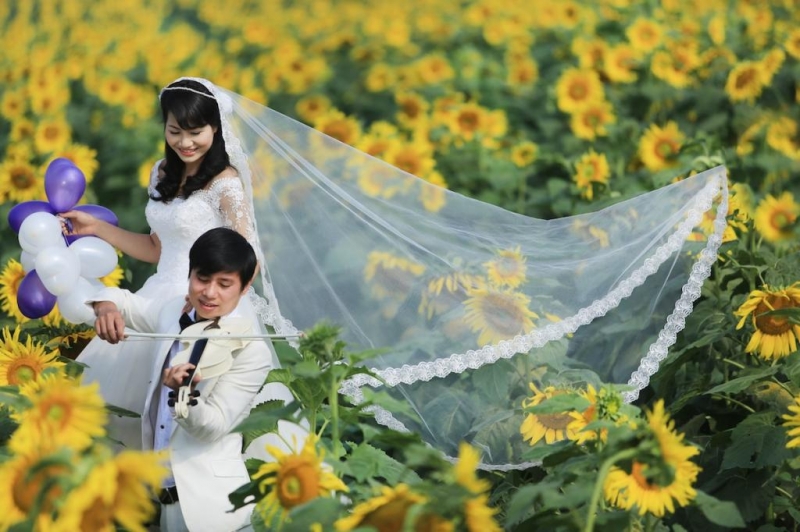 Hình ảnh đôi chụp ảnh cưới tại Đồi hoa hướng dương