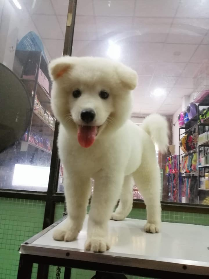 LuLu Pet Shop