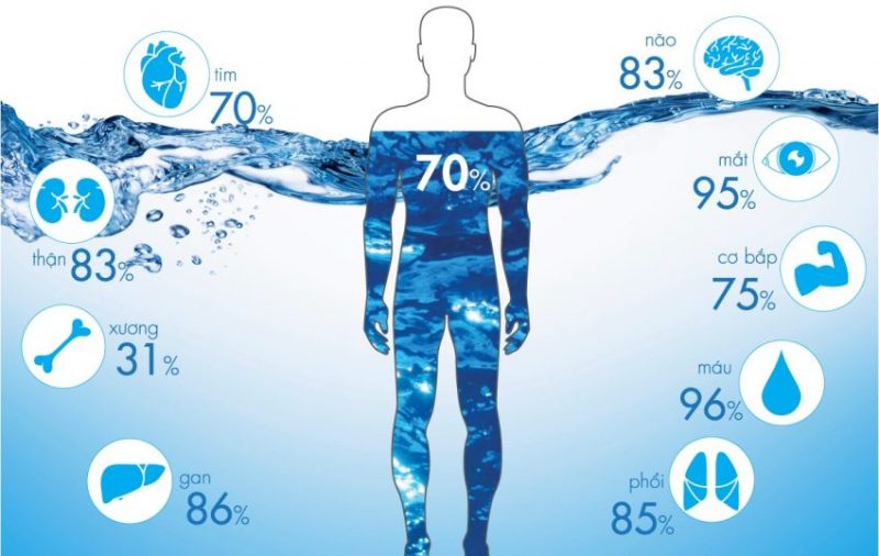 Theo nghiên cứu khác từ các nhà khoa học, lượng nước chiếm đến 75% trọng lượng của cơ thể, chúng được phân bố ở khắp nơi, và sẽ tham gia vào tất cả các quá trình diễn ra trong cơ thể