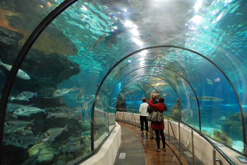 Đường hầm thủy cung dài 90m vô cùng độc đáo của Vinpearl Aquarium Times City
