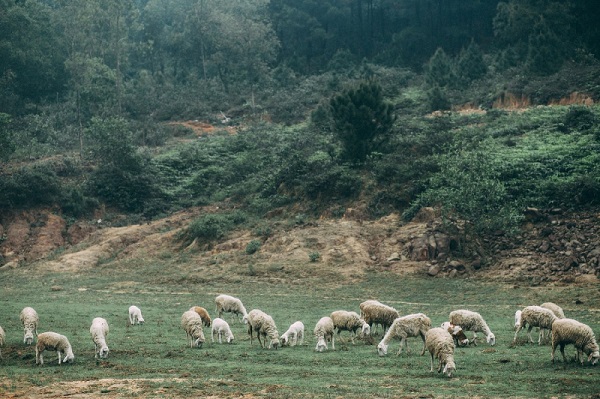 Các điểm du lịch sinh thái tại Nghệ An đẹp nổi tiếng với Đồng cừu Yên Thành